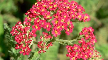 A close up of a red yarrow flower bundle