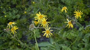 A flowering American Arnicas flowers in the outdoors