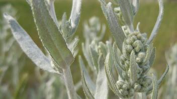 Sage prairie leaves in a field
