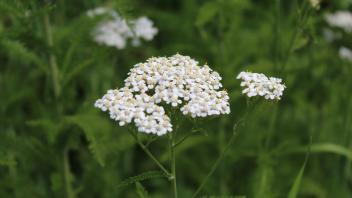 Close up image of a bundle of white yarrow flowers