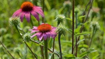 Echinacea flowers in the outdoors