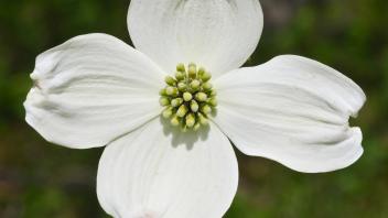 Flower of a dogwood plant