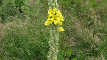 A Mullein plant in a field