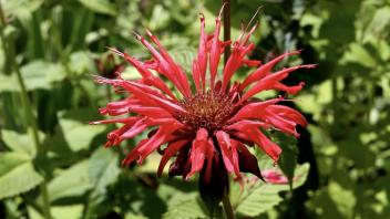 Sun shining on a red bergamot flower outdoors