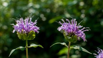 A pair of wild bergamot flowers
