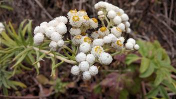 Close up image of a bundle of pearly evrlasting flowers