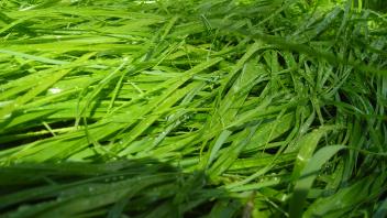 Close up image of sweetgrass