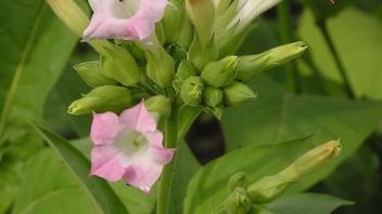 A flowering tobacco plant in a garden