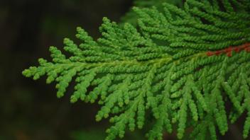 A close up of a cedar leaf