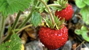 A pair of fruting wild strawberries