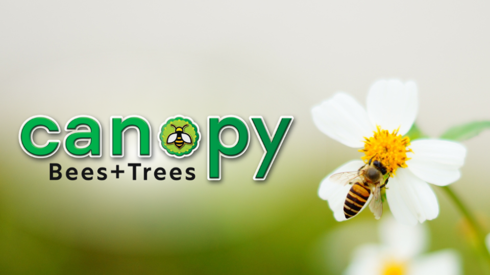A bee on a daisy with Canopy Collingwood Logo