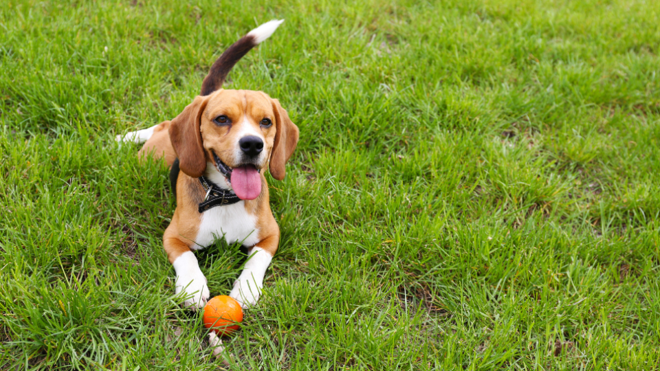 dog lying on green grass, tongue out, with a bright orange ball