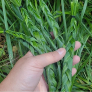 Sweetgrass 