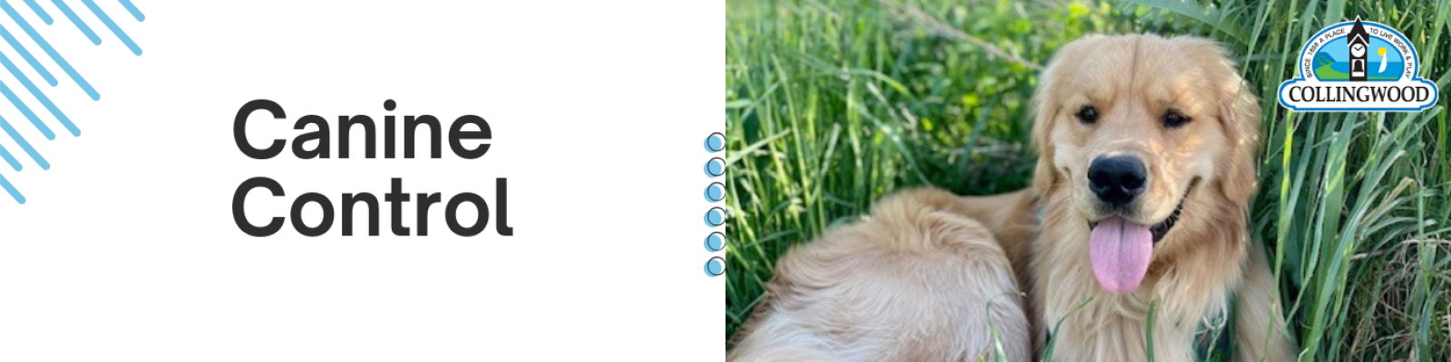Canine Control | Town of Collingwood