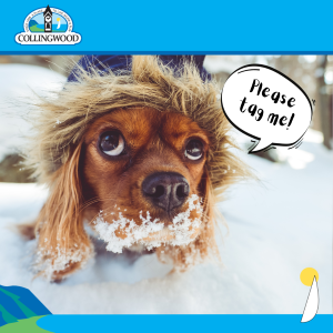 photo of a dog with a speech bubble that says "tag me"