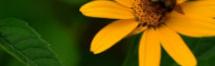 Oxeye Sunflower - Pollinate Collingwood
