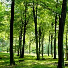 Urban Forest Urban Forest