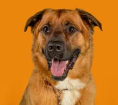 Brown dog with open mouth staring off to the side.