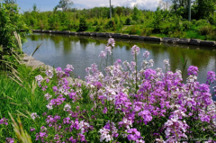 A serene canal bordered by green trees and lush foliage, with a foreground of vibrant purple and white wildflowers.