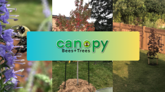 collage of a bee on a plant and backyard trees