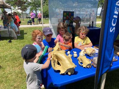 Children examining animal skulls